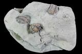 Flexicalymene Trilobites (Prone & Rolled) - Mt Orab, Ohio #106273-1